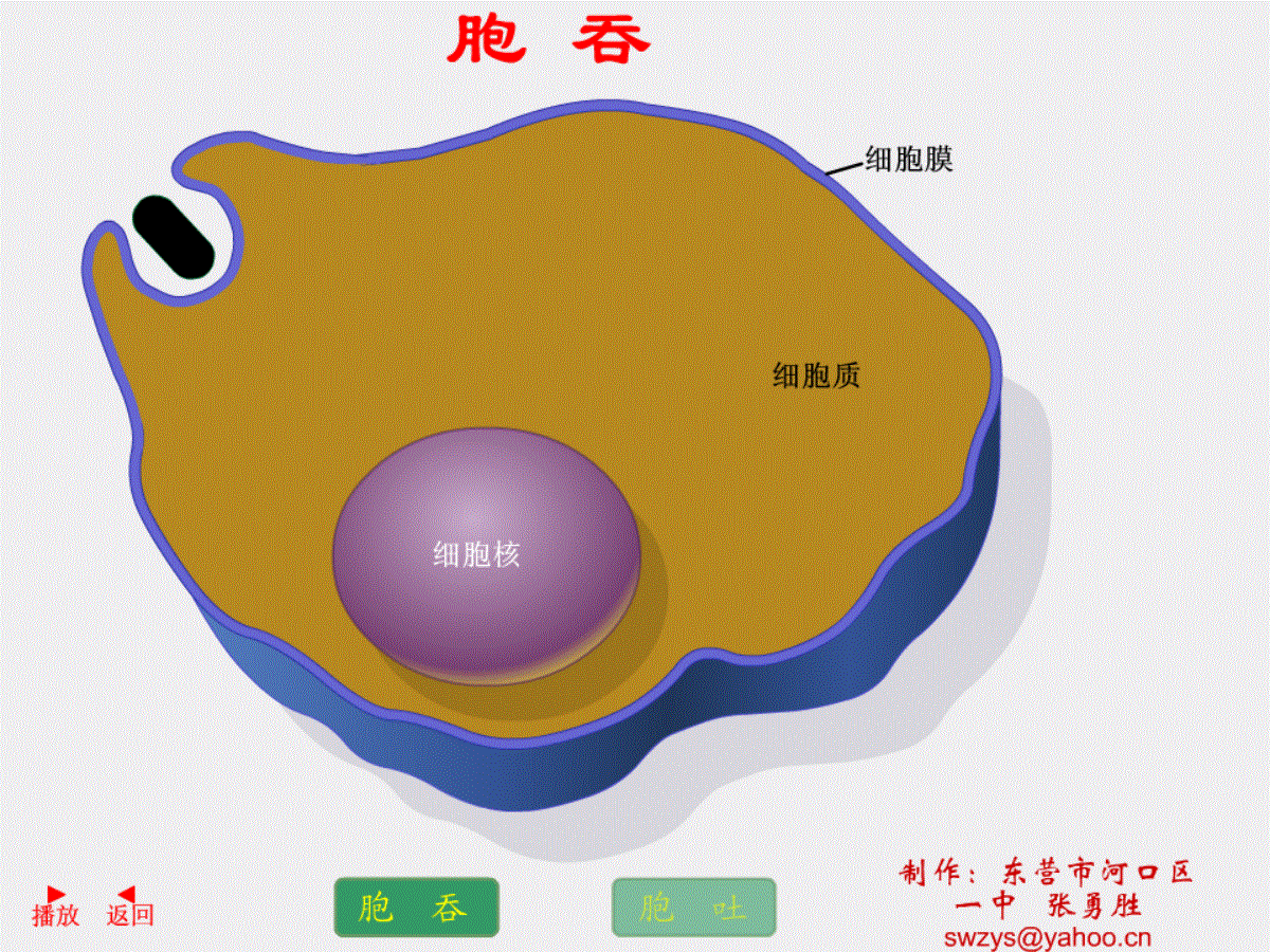 胞吞和胞吐flash动画下载后才能播放